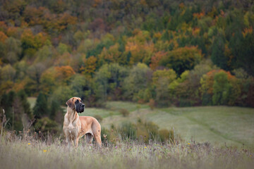 Large Great Dane Dog with Mountain View - obrazy, fototapety, plakaty