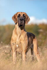 Large Great Dane Dog In Grass