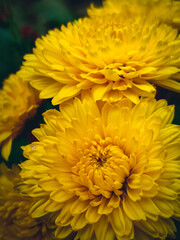 yellow chrysanthemum flower