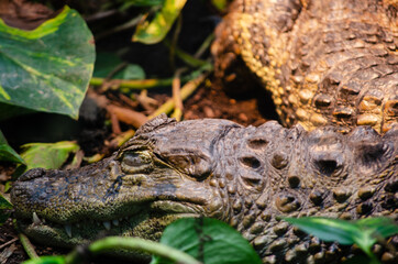 crocodile at the zoo
