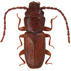 Cryptolestes ferrugineus is a species of lined flat bark beetle Laemophloeidae. Isolated on a white...