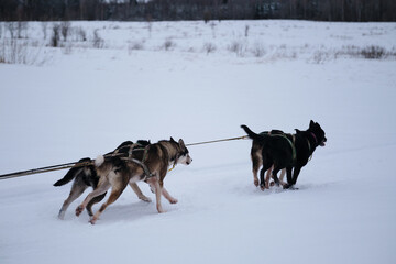 Northern breed of sled dogs, strong and hardy. Team is ready to win. Fastest dogs in world. Alaskan huskies quickly run forward in harness with tongues hanging out.