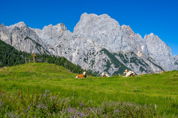 Idyllic mountain scenery with cows on a green alpine meadow in front of the Reiter Steinberge in...