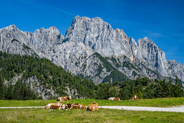 Idyllic mountain scenery with cows on a green alpine meadow in front of the Reiter Steinberge in...