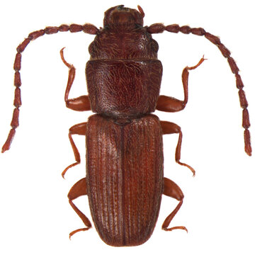 Cryptolestes ferrugineus is a species of lined flat bark beetle Laemophloeidae. Isolated on a white background