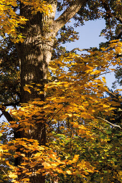 Autumn-colored maple leaves on a sunny autumn day