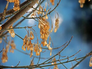 dry leaves on branches in a haze on a blue background winter