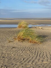 Am Strand der Nordseeinsel Borkum hat sich eine Primärdüne gebildet. Sie ist schon mit Strandgras bewachsen.