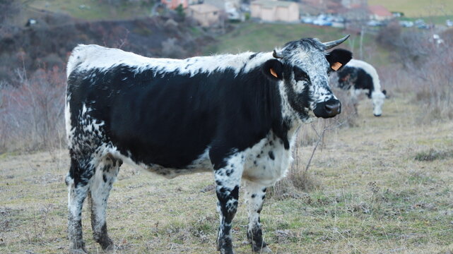 vache vosgiennes