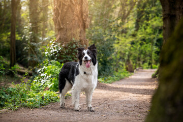 Naklejka na ściany i meble Black and White Border Collie Dog In Woods