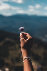 Purple flowers in hand on a background of mountains
