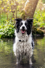 Fototapeta premium Black and White Border Collie Dog Playing In Water