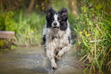 Black and White Border Collie Dog Playing In Water