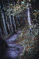 Verwunschener Pfad im Herbstwald