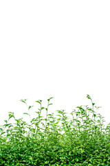 Green plants and grass isolated white background