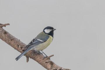 Kohlmeise sitzt auf Ast