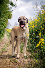 Large Anatolian Shepherd Dog