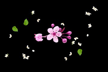 Obraz na płótnie Canvas 3d render illustration, Amazing picture of flowers