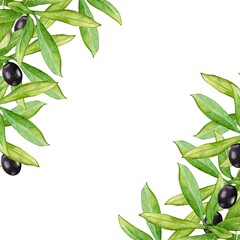 Banner with green olive branches, black ripe olive berries on a white background. Watercolor. Design elements.