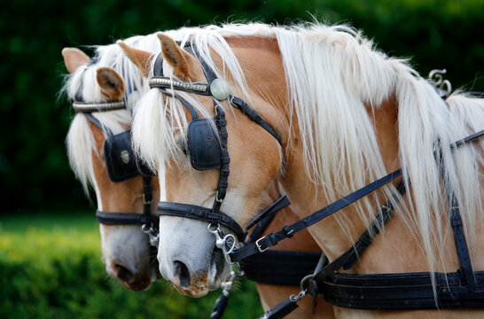 two horses chariot haflinger