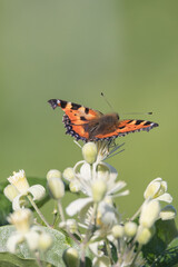 Schmetterling