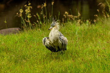 bird in the grass