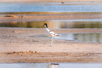 The pied avocet, Recurvirostra avosetta, is a large black and white wader with long, upturned beak