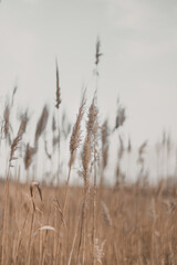 Obraz premium Beautiful natural landscape with dry flowers of the pampas grass moving in the wind.