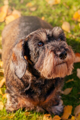 Old Wire Haired Dachshund Dog