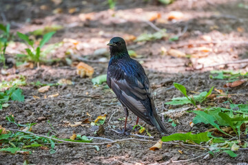 The common starling or European starling, Sturnus vulgaris, on a sprng lawn.