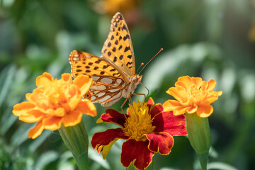 A butterfly, a queen of Spain fritillary, lat. Issoria lathonia, sitting on a red and yellow flower and drinks nectar with its proboscis. Butterfly collects nectar on flower.