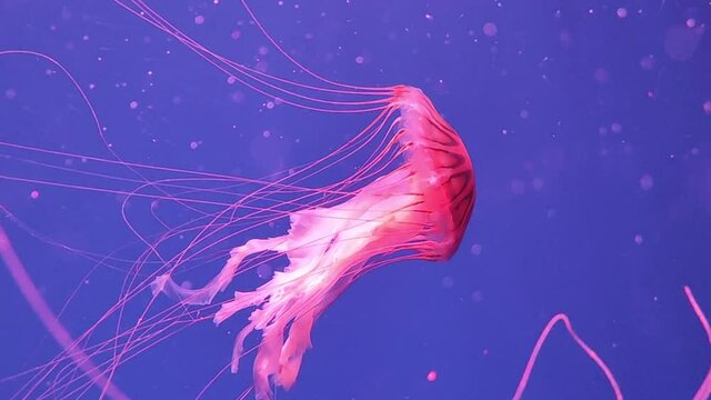 Japanese Sea Nettle. Beautiful jellyfish in dark water. Magical shining jellyfish underwater in the dark.. Jellyfish Chrysaora pacifica
