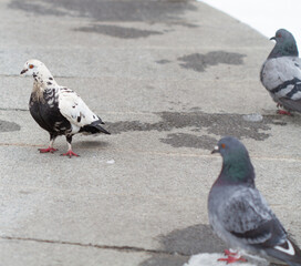 Doves in the winter park looking for food