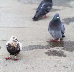 Doves in the winter park looking for food