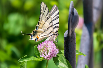 Beautiful Butterfly Scarce Swallowtail, Sail Swallowtail, Pear-tree Swallowtail, Podalirius. Latin...