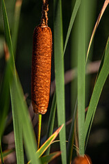 Cattail Sunrise