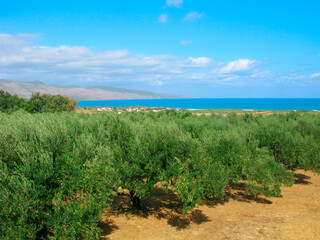 Fototapeta na wymiar Olive garden with seascape and mountains 