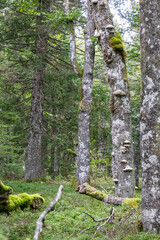 Hike through Vosges, France