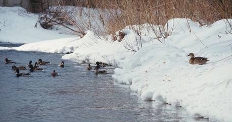 Mallard duck in winter. Cityscape, ice on the surface, survival in the wild
