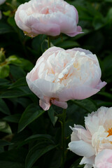 Beautiful Lavender Princess  flower peony lactiflora in summer garden, close-up