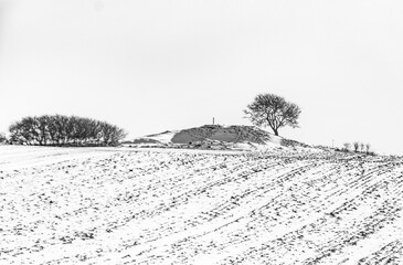 One tree standing alone in the Nordic Scandinavian winterlandscape, BW