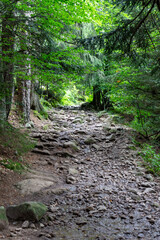 Hiking path through the forest, Vosges, France