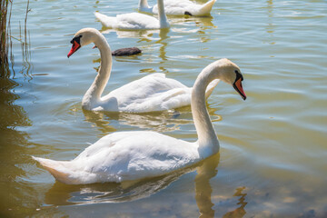 A large flock of graceful white swans swims in the lake., swans in the wild
