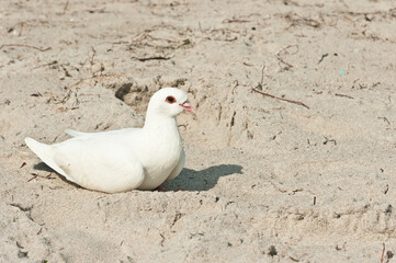 side view, close distance, of a white pigeon, settling into a tropical, sandy, nest, on a tropical, beach