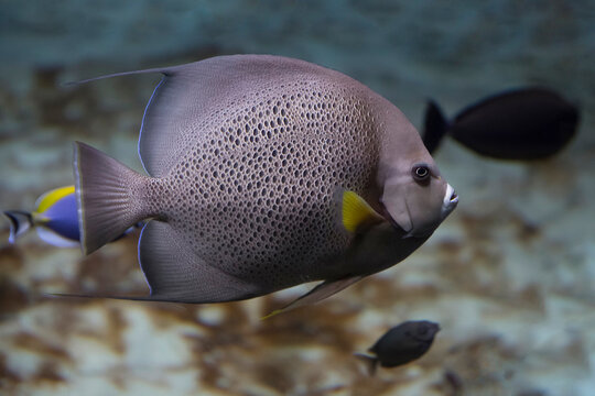 French angelfish (Pomacanthus paru). Fish under water. Blur.