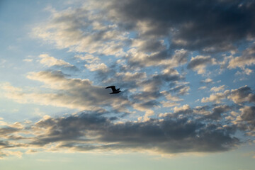 Evening sky with dramatic clouds and light. Stunning sunset over Lake Ladoga.A seagull flying high...