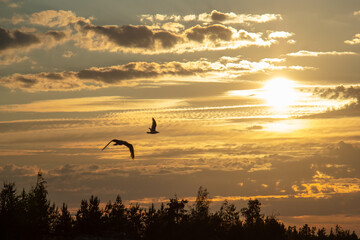 Evening sky with dramatic clouds and light. Stunning sunset over Lake Ladoga.A seagull flying high...