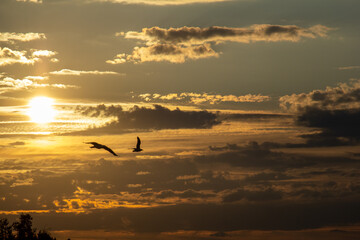 Evening sky with dramatic clouds and light. Stunning sunset over Lake Ladoga.A seagull flying high in the wind