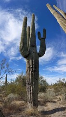 Giant Saguaro Cactus