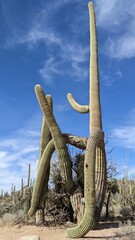 Giant Saguaro